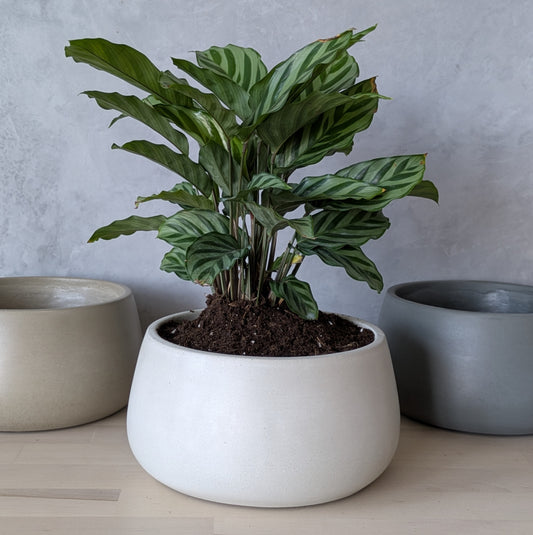 7.5" Heavy Duty Concrete Planter with Drain Hole