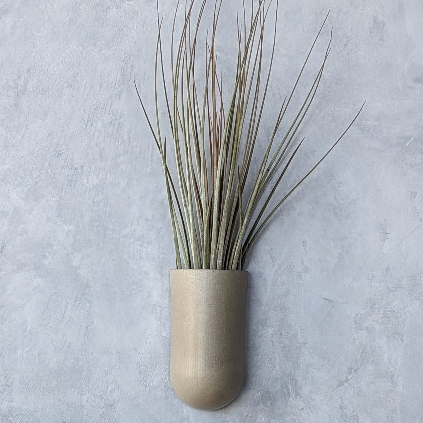 Concrete Wall-Mounted Air Plant Holder