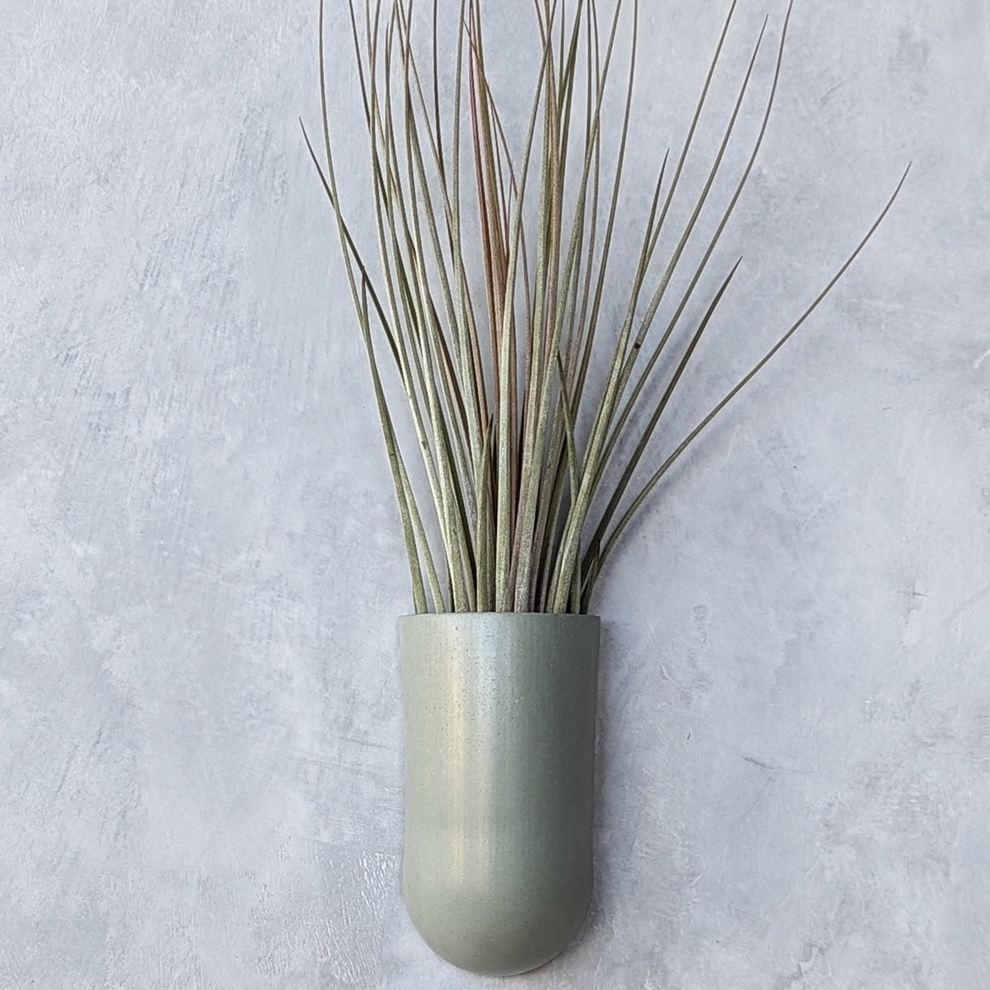 Concrete Wall-Mounted Air Plant Holder