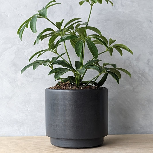 4" Concrete Planter with Drain hole