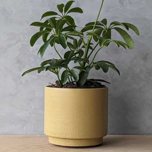 4" Concrete Planter with Drain hole