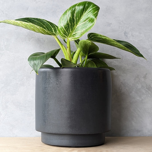 6" Concrete Planter