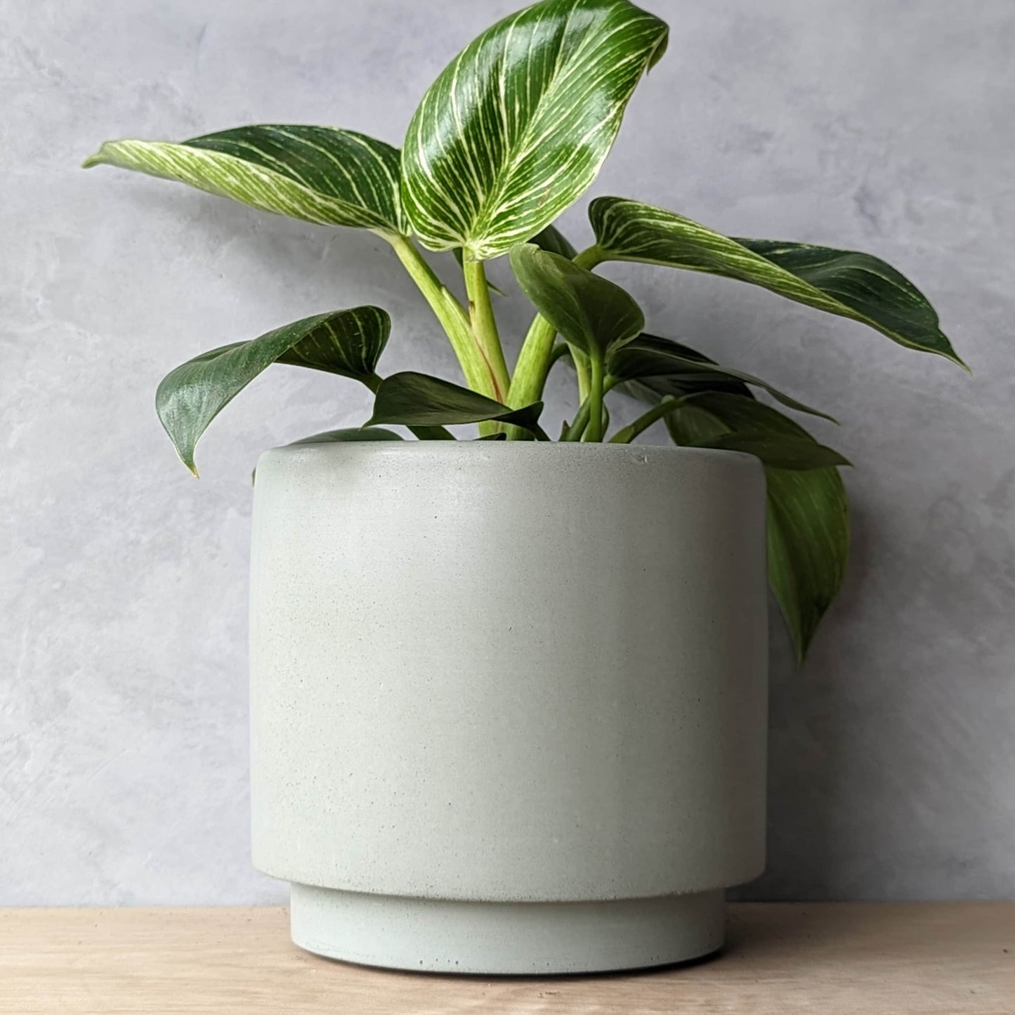 6" Concrete Planter