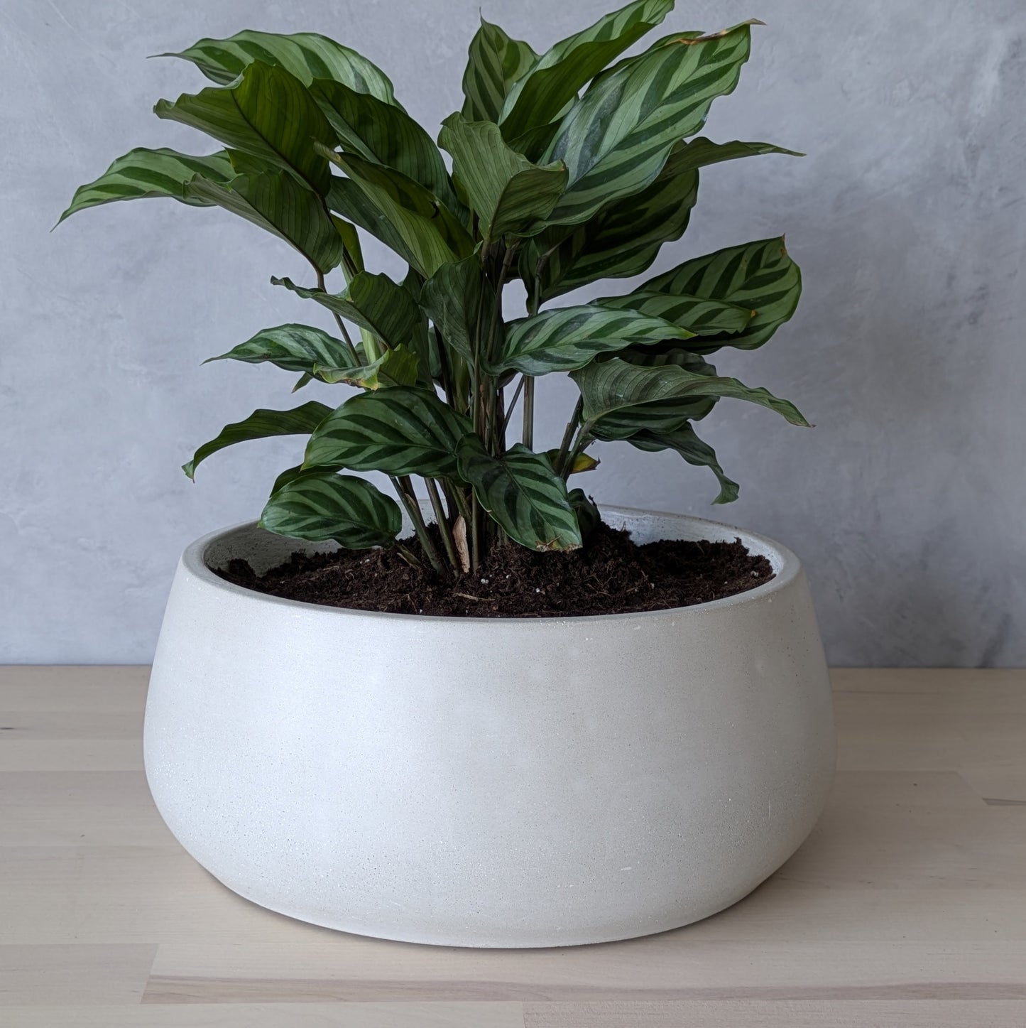11" Heavy Duty Concrete Planter with Drain Hole