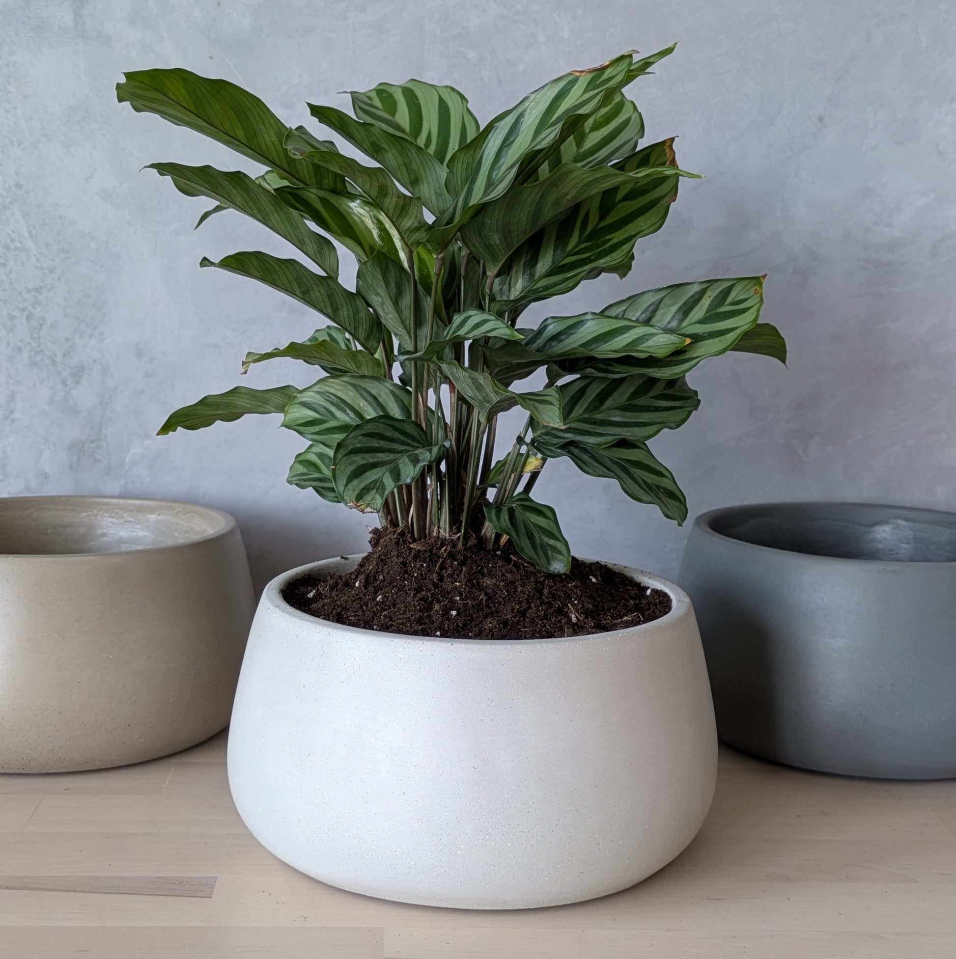 cement planter indoor 7.5" Heavy Duty Concrete Planter with Drain Hole – j.bird artisan concrete