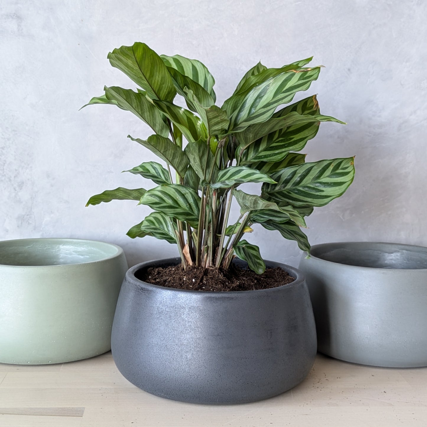 7.5" Heavy Duty Concrete Planter with Drain Hole