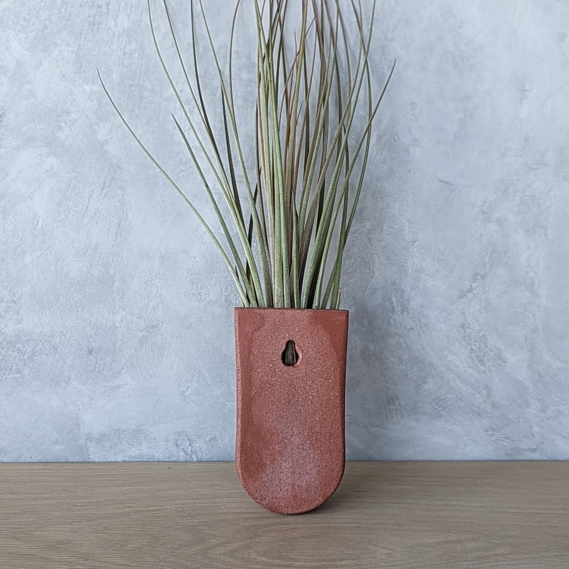 Concrete Wall-Mounted Air Plant Holder