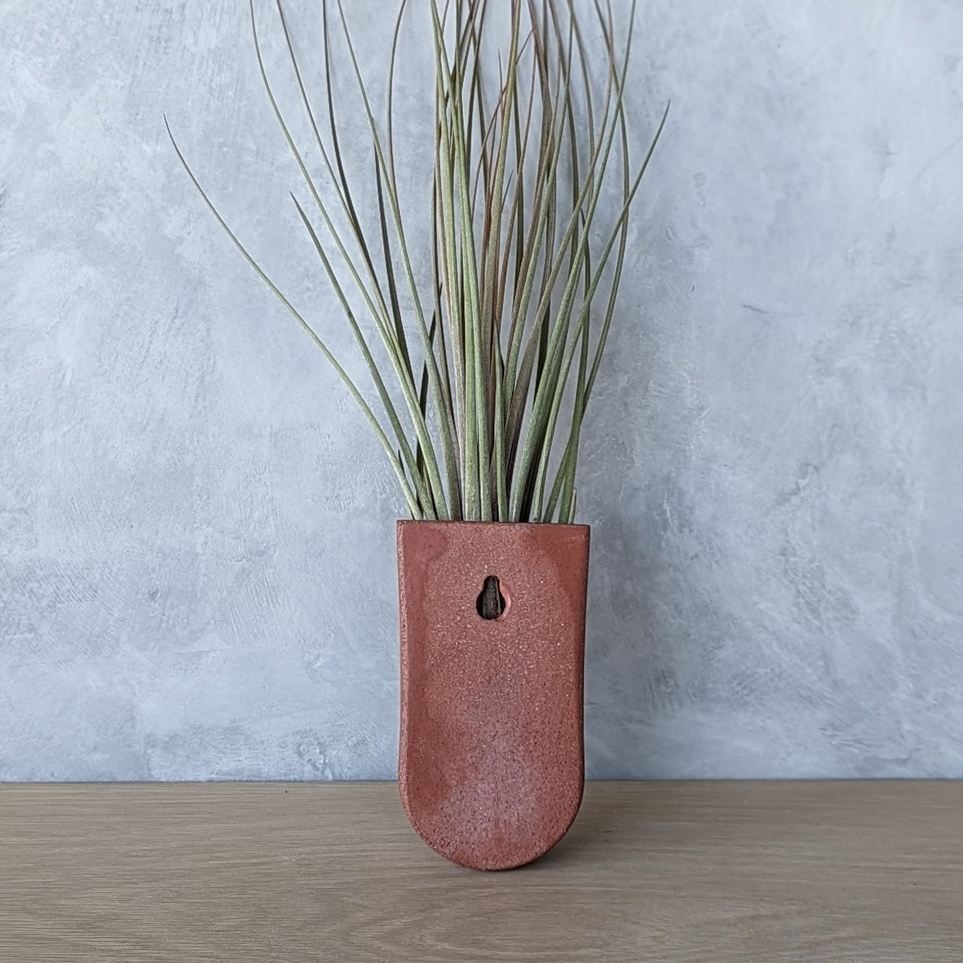 pottery air plant holder Concrete Wall-Mounted Air Plant Holder – j.bird artisan concrete