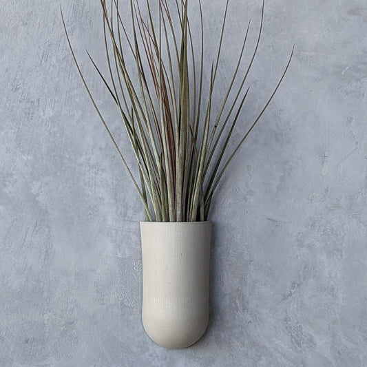 Concrete Wall-Mounted Air Plant Holder