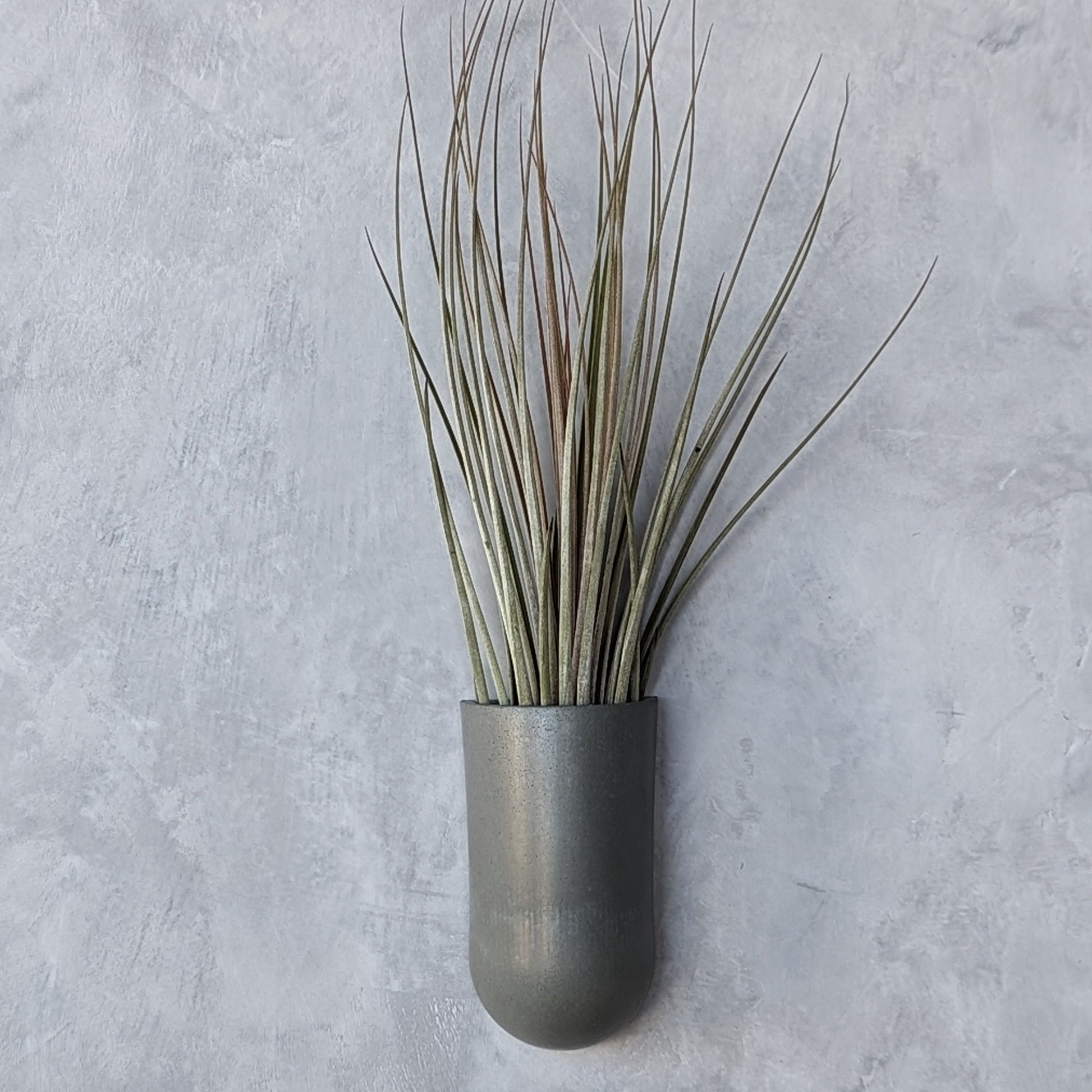 wall planters for air plants Concrete Wall-Mounted Air Plant Holder – j.bird artisan concrete