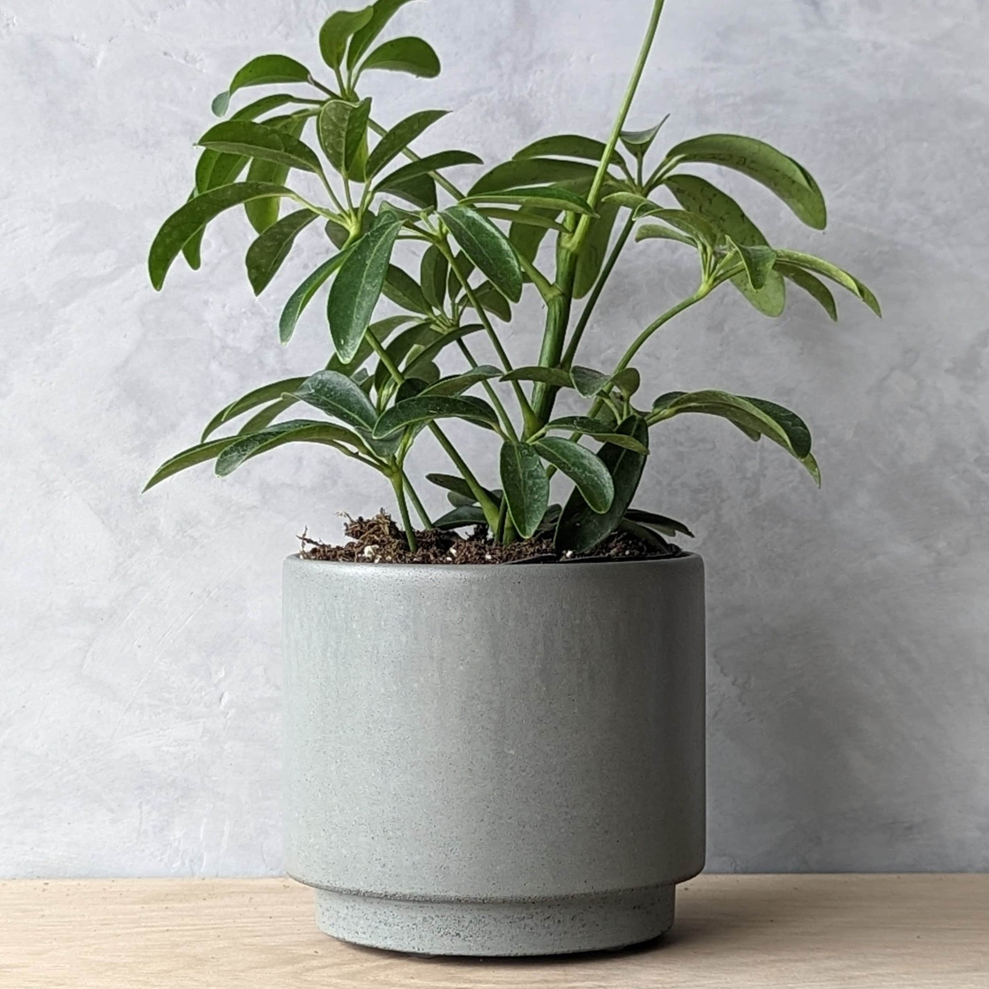 cement indoor plant pots 4" Concrete Planter with Drain hole – j.bird artisan concrete
